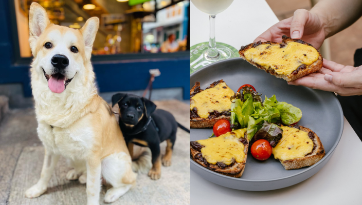 狗狗好去處、寵物友善餐廳、寵物cafe